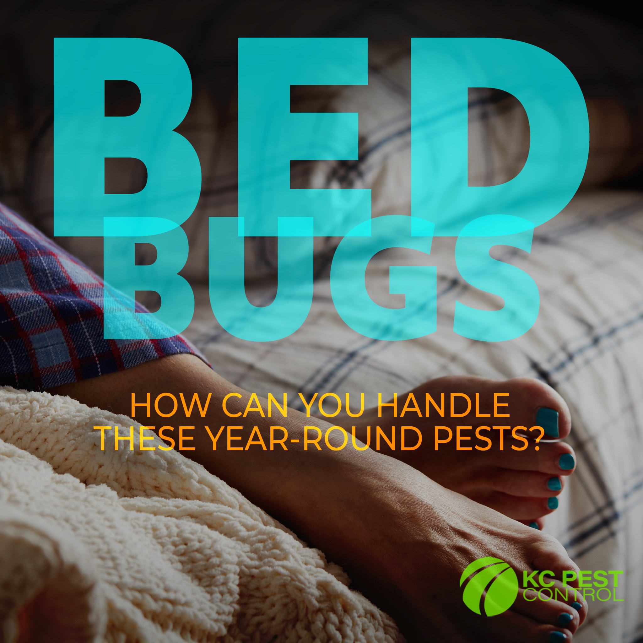 bed-bugs-in-the-fall-kc-pest-control