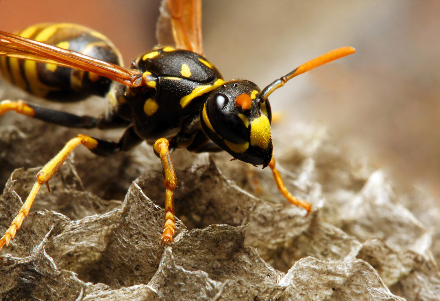 Yellow Jackets: Beneficial But Dangerous | KC Pest Control