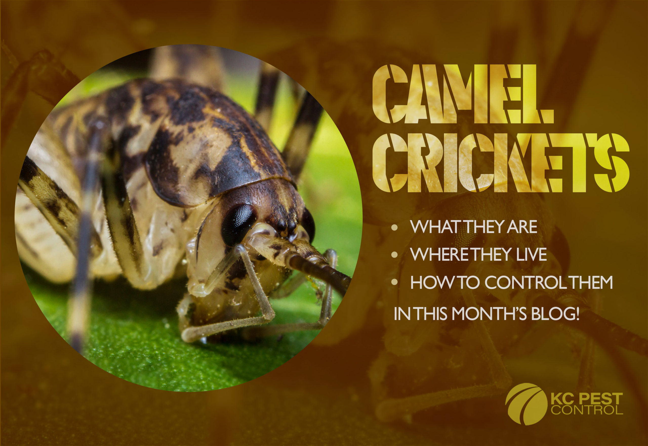 Camel Crickets - KC Pest Control